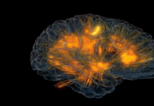 Không phải chỉ sử dụng có 10% bộ não, con người đang sử dụng bộ phận này với bao nhiêu công suất?