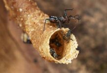 Cách bọ sát thủ điều khiển con mồi