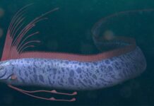 Cá mái chèo là gì? Tại sao cá mái chèo được gọi là cá tận thế?