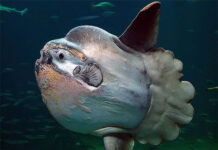 Loài vật nào đẻ nhiều nhất trong thế giới tự nhiên?