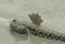 Chớp mắt: Bí ẩn chưa thể lý giải của khoa học!