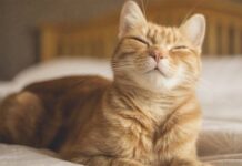 Các nhà khoa học tiết lộ một cách đơn giản để giao tiếp với mèo