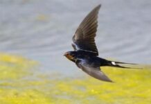 Người tiêu hoang và con chim Én