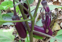 Đây là lý do vì sao bạn nên ăn cà tím