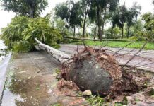 Khi trồng cây có phải bỏ lớp vỏ bầu bọc đất không?