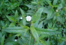 Cây cỏ mực, cây nhọ nồi là gì? Tác dụng của cây cỏ mực