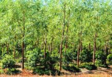 Loại cây quý giá của thế giới trồng ở Việt Nam: Từ rễ tới lá đều bán được, tinh dầu giá 8.000 USD/lít