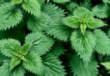 Loại cây mọc dại khắp nơi gây ngứa, nổi ban đỏ khi tiếp xúc nhưng lại là vị thuốc quý