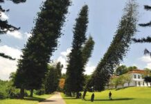 Bí ẩn loài cây luôn nghiêng về xích đạo dù trồng ở bán cầu nào, khoa học chưa thể lý giải