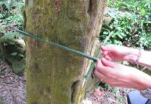 Bí ẩn về thung lũng đầy những cây hình vuông kỳ lạ