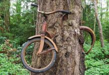 Bí ẩn cây nuốt xe đạp