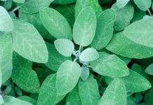 Tác dụng của cây xô thơm đối với sức khoẻ phụ nữ