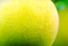 Những chấm nhỏ trên quả táo là gì?