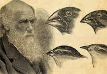 Nghiên cứu chỉ ra “lỗ hổng” trong học thuyết của Darwin về tiến hóa