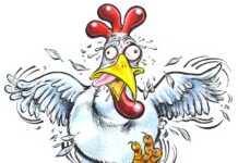 Gà mượn mào vịt