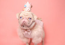 Chú chó có bộ lông màu hồng bẩm sinh hiếm hoi trên thế giới