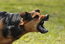 Cách phòng tránh và thoát thân khi bị chó dữ tấn công