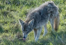 Top 7 điều kỳ quặc vô cùng hiếm thấy trên thế giới