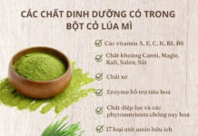 Những công dụng tuyệt vời của cỏ lúa mì bạn nên biết