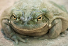 Nghiên cứu mới cho thấy chất độc của cóc sông Colorado có thể trở thành thuốc chống trầm cảm hiệu quả!
