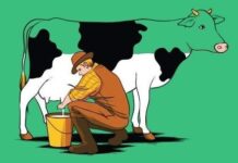 Bài học thức tỉnh con người từ một con bò