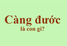 Con Càng đước là con gì?