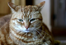 Những bí ẩn mà các nhà khoa học không thể lý giải