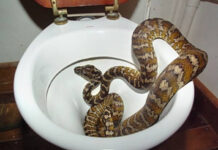 5 mẹo dân gian khiến rắn sẽ không dám bén mảng tới gần nhà bạn