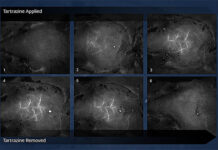 Tạo thành công da trong suốt cho chuột sống