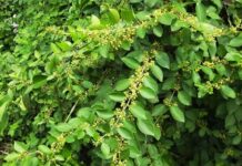 Loại cây là “dược liệu vàng” giúp kiểm soát đường huyết, hạ huyết áp hiệu quả