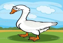 Vì sao ngỗng có thói quen ngủ sát nhau?