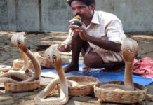 Thổi sáo có thật sự gọi được rắn không?