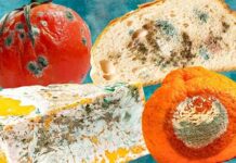 Chuyện gì sẽ xảy ra khi bạn ăn đồ bị mốc?