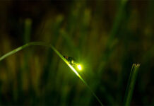 Loài đom đóm đang dần biến mất, nguyên nhân do đâu?