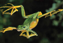 Những loài động vật không cánh có thể bay như chim