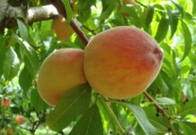 Truyền thuyết về trái Đào