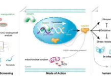 Các nhà khoa học Trung Quốc phát hiện gene mới điều chỉnh tuổi thọ