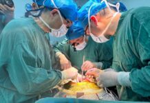 Lần đầu ghép thành công gan lợn cho người sống