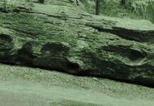 Cây gỗ hóa ngọc sánh ngang kim cương, giá 600 tỷ đồng