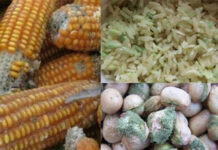 2 loại hạt này là “thủ phạm gây ung thư”, độc hơn cả đồ ăn nhanh hay thịt nướng