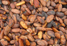 13 điều ly kỳ về nền văn minh Maya