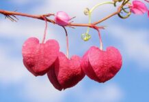 Tình yêu diệu kỳ