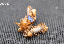 Phát hiện loài sâu bướm kỳ dị chỉ có ở Hawaii: Dùng xác côn trùng làm áo giáp để sống sót trong mạng nhện