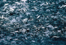 Ăn các loại cá trích giảm nguy cơ mắc ung thư gan