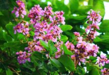 Những lợi ích sức khoẻ và bài thuốc từ cây bằng lăng