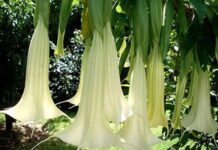 Những loài hoa đẹp có chất kịch độc chết người