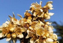 Loài hoa cứ mọc là thu hàng chục triệu/kg nhưng vì sao hiếm ai trồng?