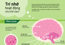 Quy trình ghi nhớ của não bộ và các phương pháp cải thiện trí nhớ!