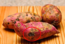 Tại sao có những củ khoai lang bị hà hay bị cứng?