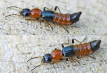 Kinh nghiệm phòng tránh và điều trị kiến ba khoang đốt người